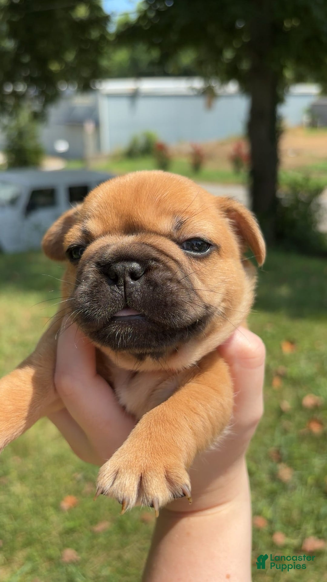 French Bulldog dogs for sale: Nesta - Image 2