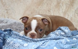 Boston Terrier dogs for sale: Dustie - Image 3
