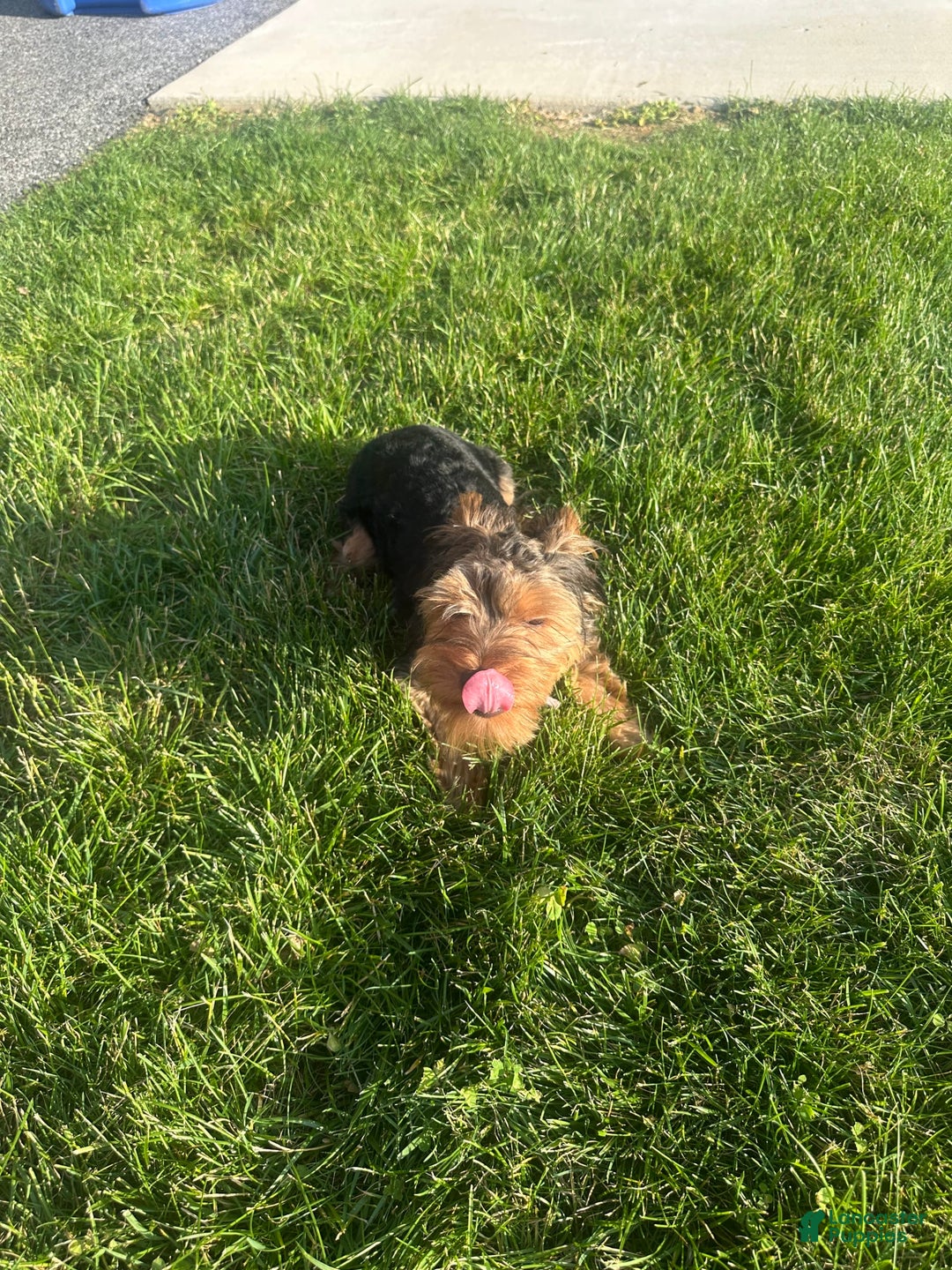 Yorkshire Terrier dogs for sale: Cici - Image 2