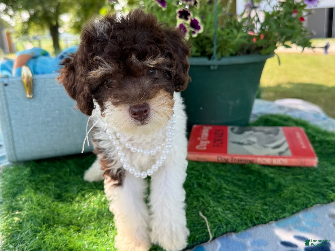 Toy Poodle dogs for sale: Cookie - Image 3