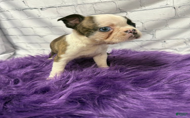 Boston Terrier dogs for sale - Ad 1
