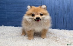 Pomeranian dogs for sale: Desiree - Image 9