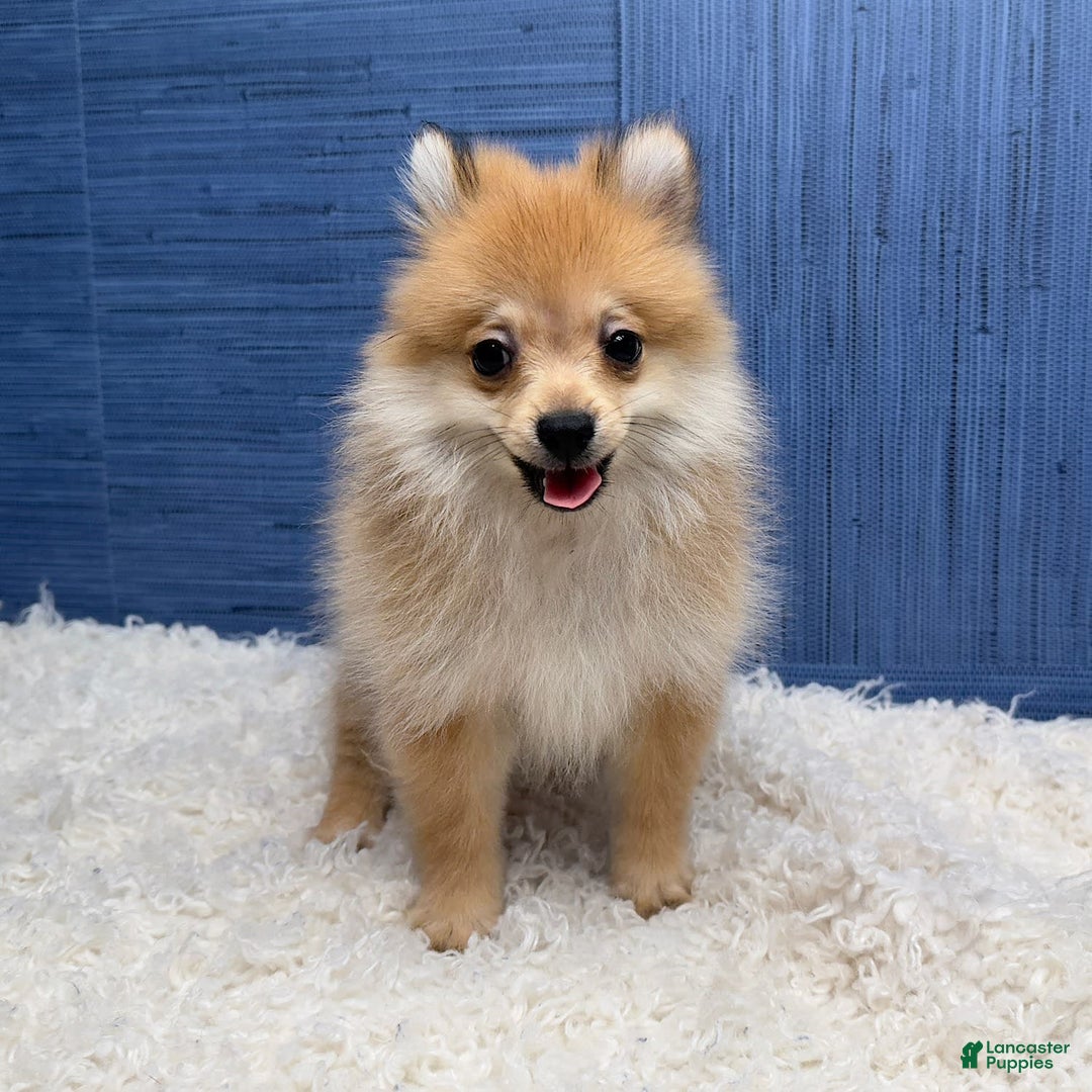 Pomeranian dogs for sale: Desiree - Image 9