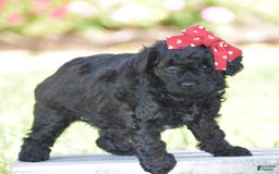 Yorkiepoo dogs for sale: Plaid - Image 2