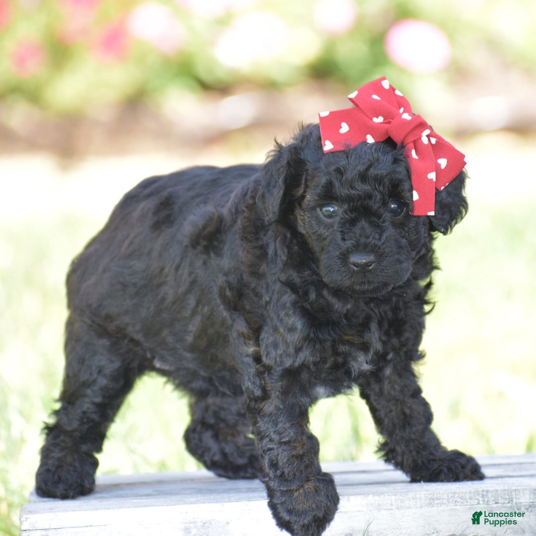 Yorkiepoo dogs for sale: Plaid - Image 2