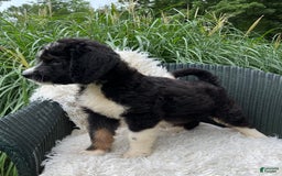 Bernedoodle dogs for sale: Chance - Image 8