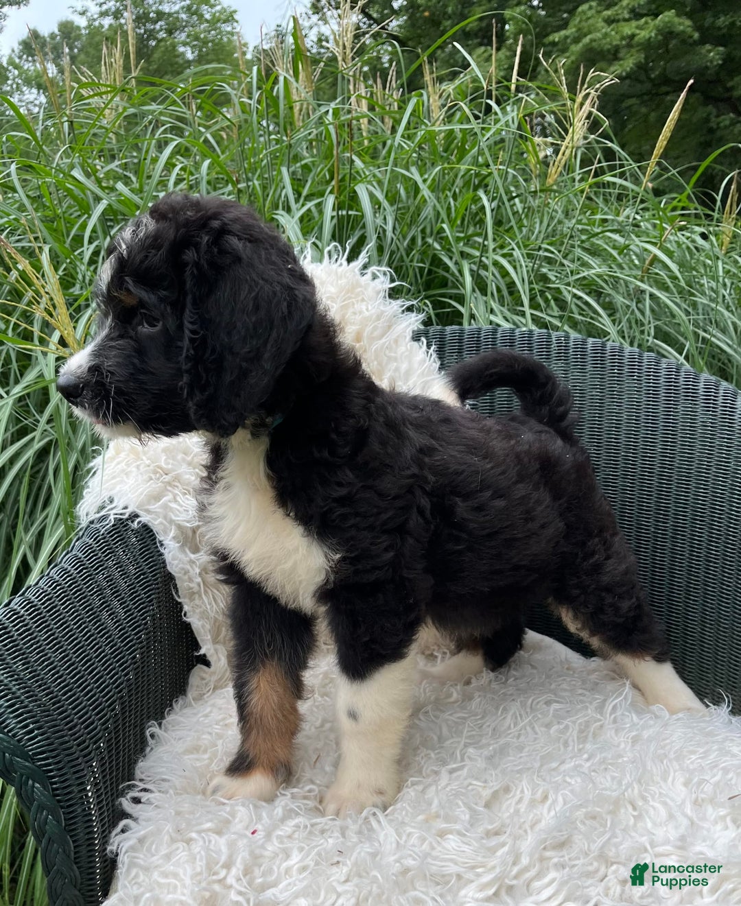 Bernedoodle dogs for sale: Chance - Image 8