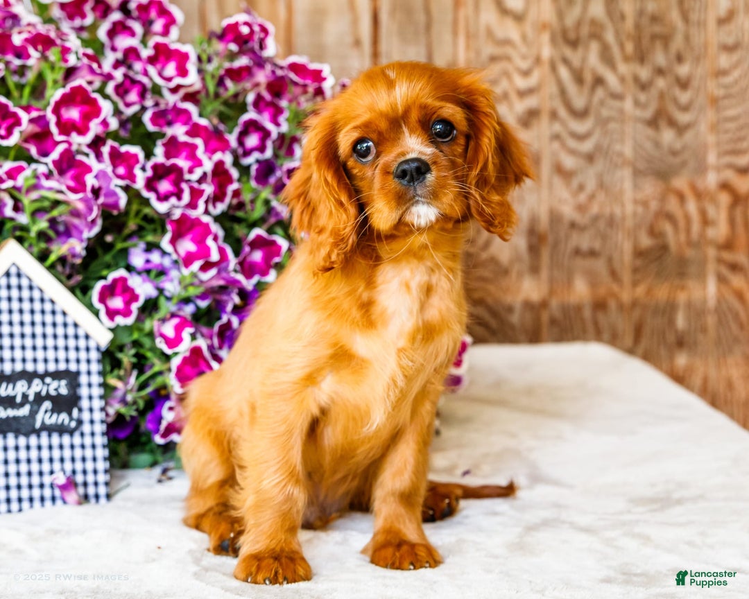 Cavalier King Charles Spaniel dogs for sale: Logan - Image 9