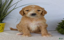 Goldendoodle dogs for sale: Sadie - Image 23