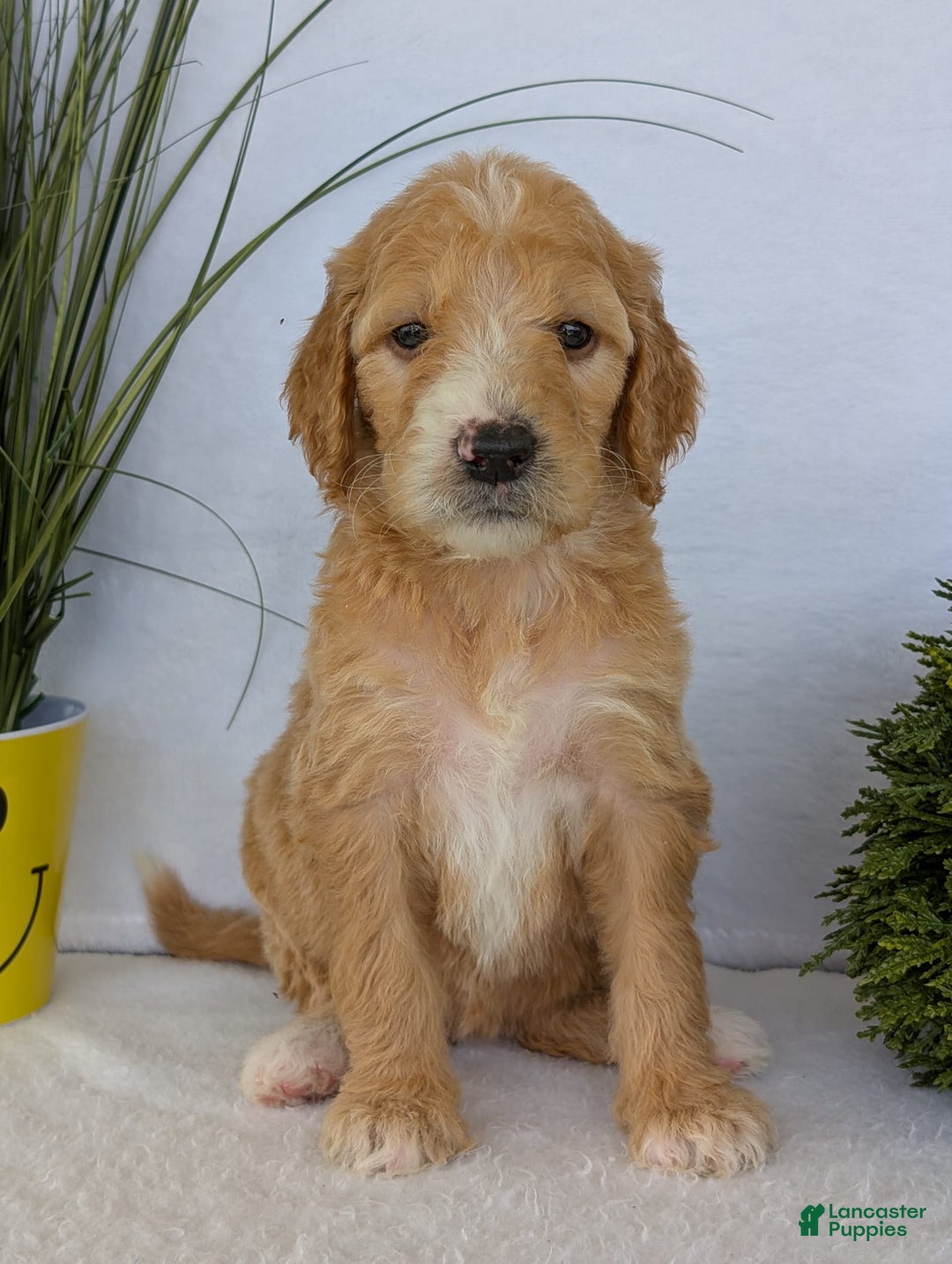 Goldendoodle dogs for sale: Sadie - Image 23