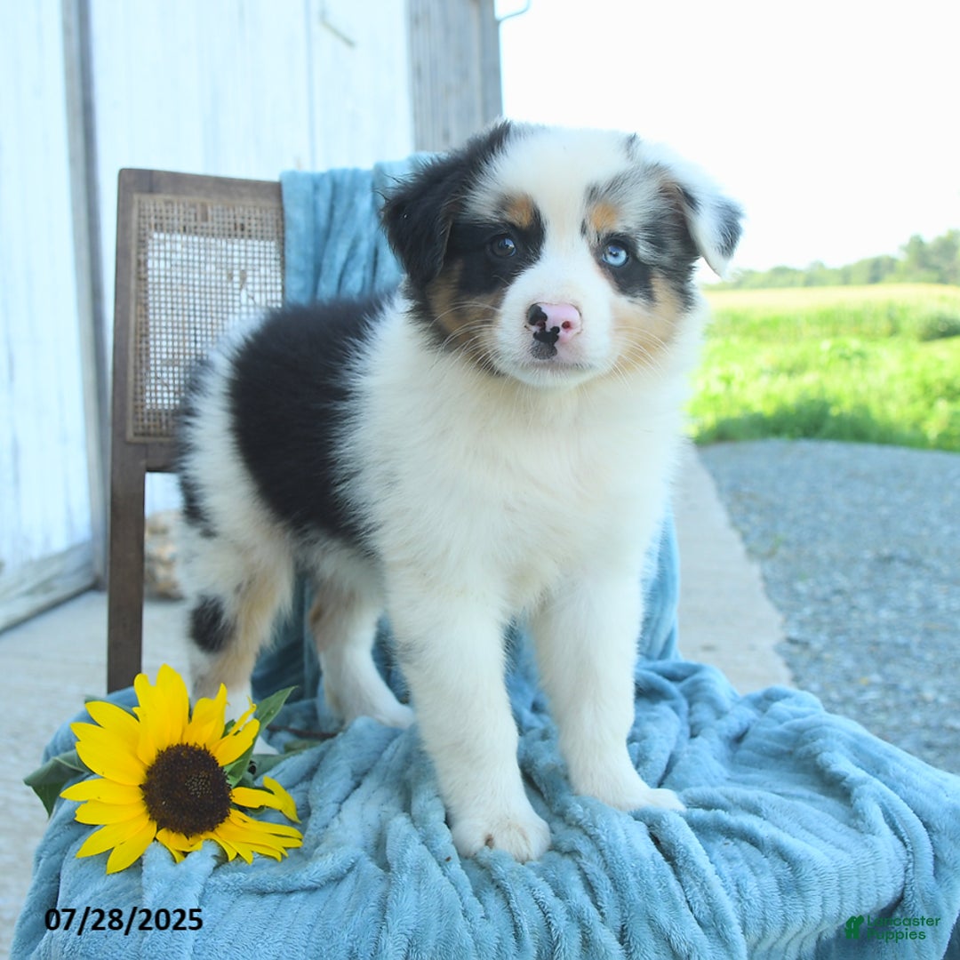 Australian Shepherd dogs for sale: Australian Shepherd 9 puppies - Image 11