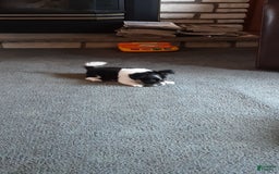 Chihuahua dogs for sale: Oreo - Image 2