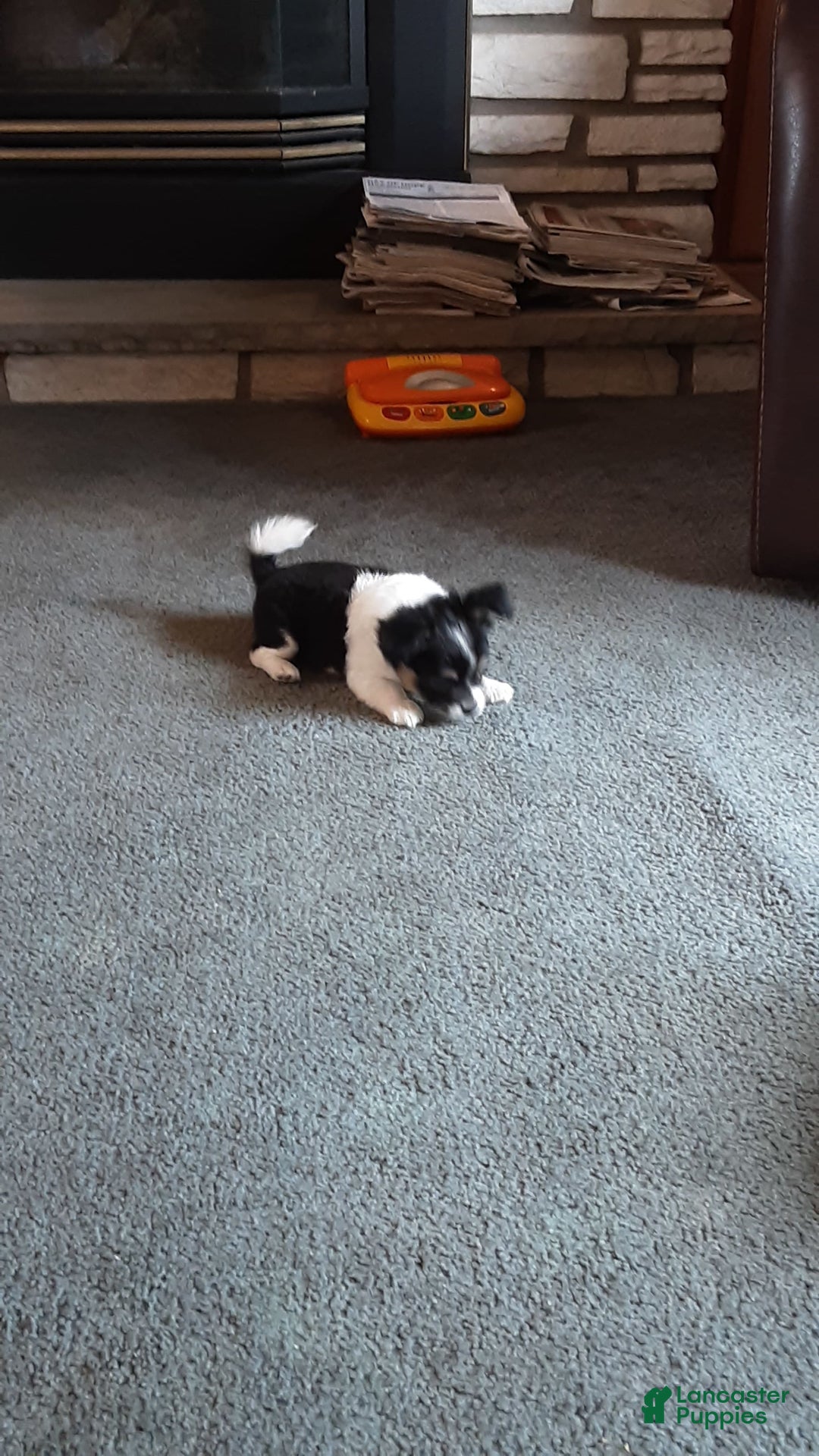 Chihuahua dogs for sale: Oreo - Image 2