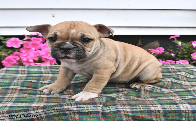 English Bulldog dogs for sale - Ad 5