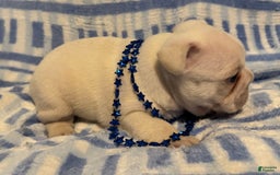 French Bulldog dogs for sale: Larry - Image 4