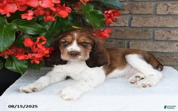 English Springer Spaniel dogs for sale: Carter - Image 5