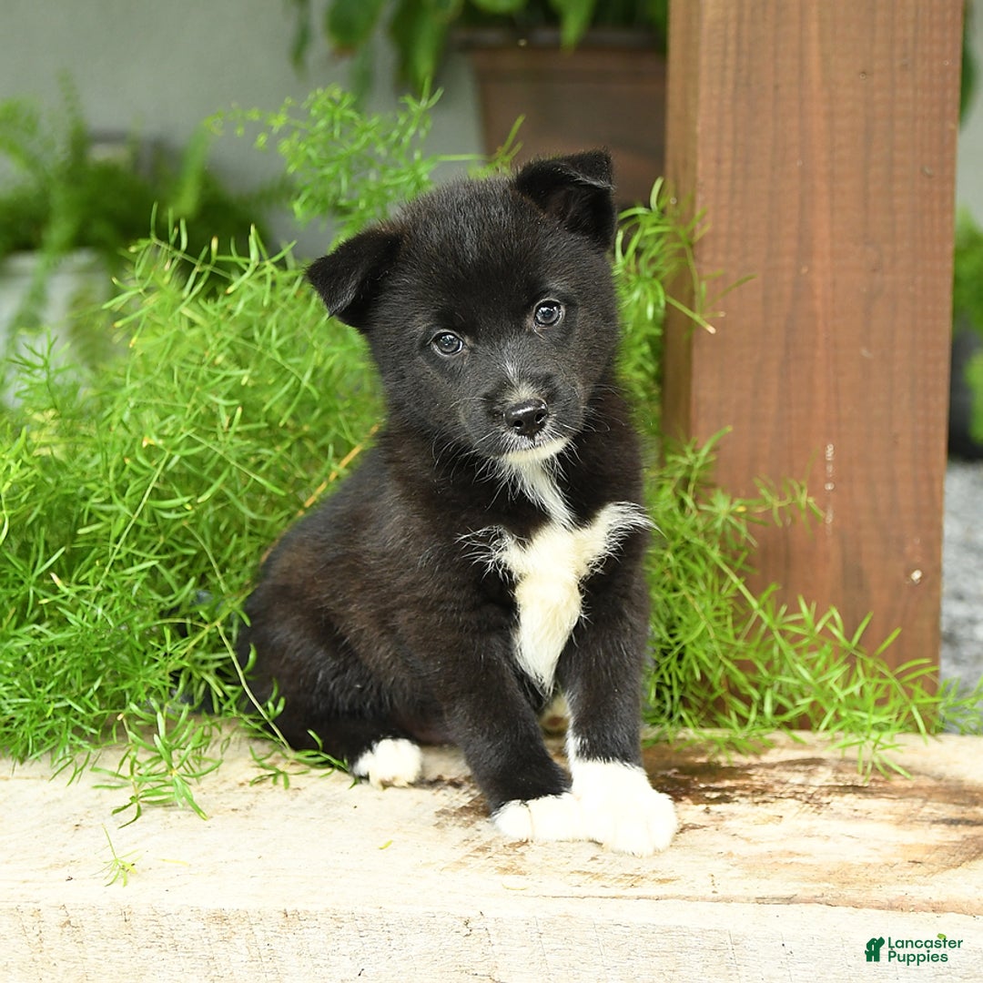 Pomsky dogs for sale: Hudson - Image 3