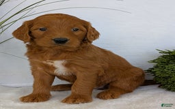 Goldendoodle dogs for sale: Emmie - Image 20