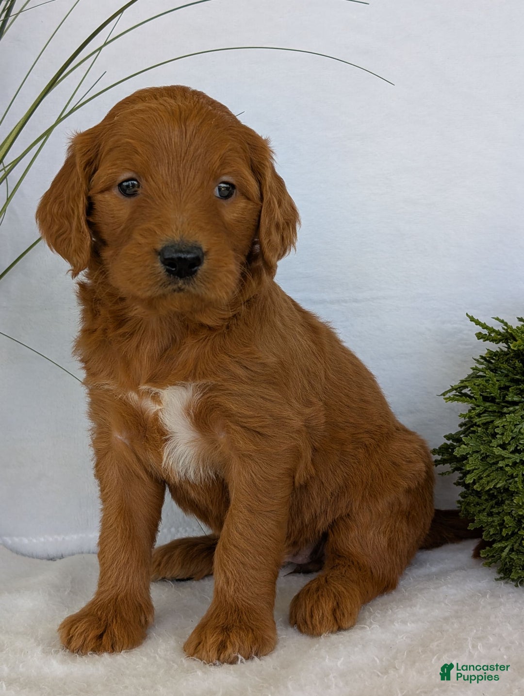 Goldendoodle dogs for sale: Emmie - Image 20