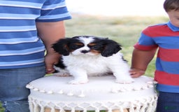 Cavalier King Charles Spaniel dogs for sale: Rex - Image 7