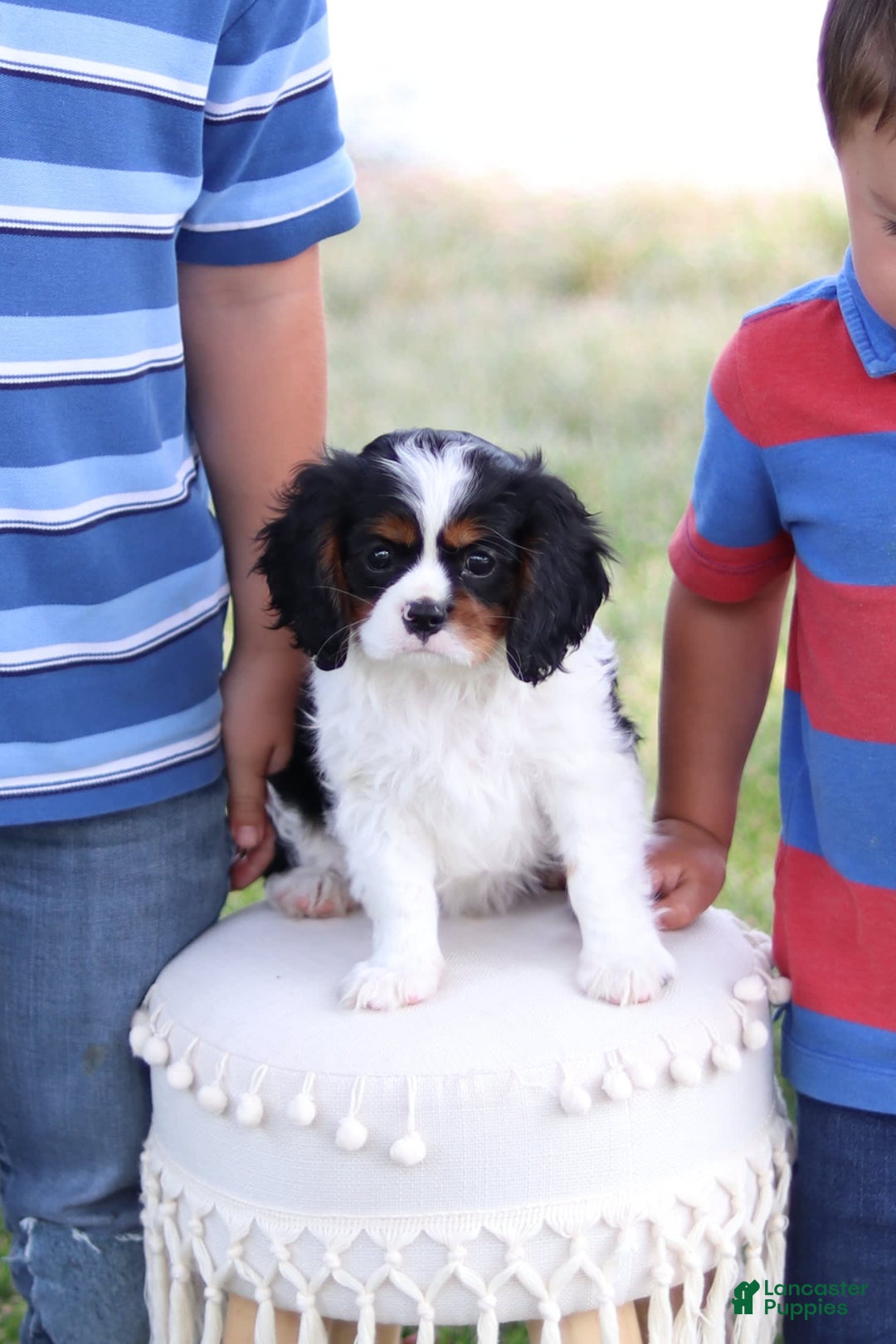Cavalier King Charles Spaniel dogs for sale: Rex - Image 7