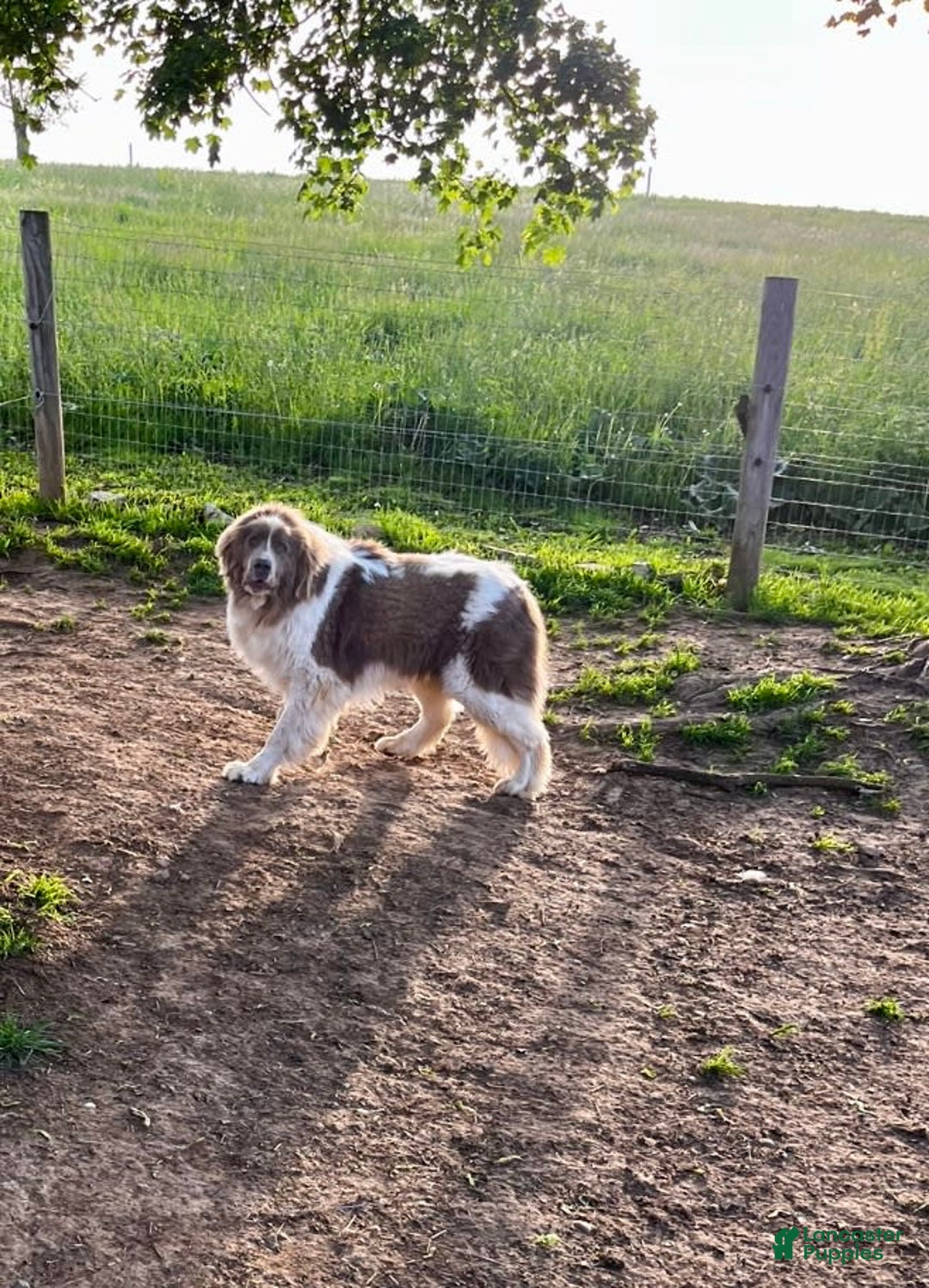 Newfoundland dogs for sale: Bonnie❤️akc❤️ - Image 2