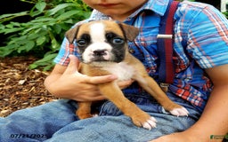 Boxer dogs for sale: Zakar - Image 3