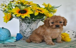 Cavapoo dogs for sale: Toby - Image 4
