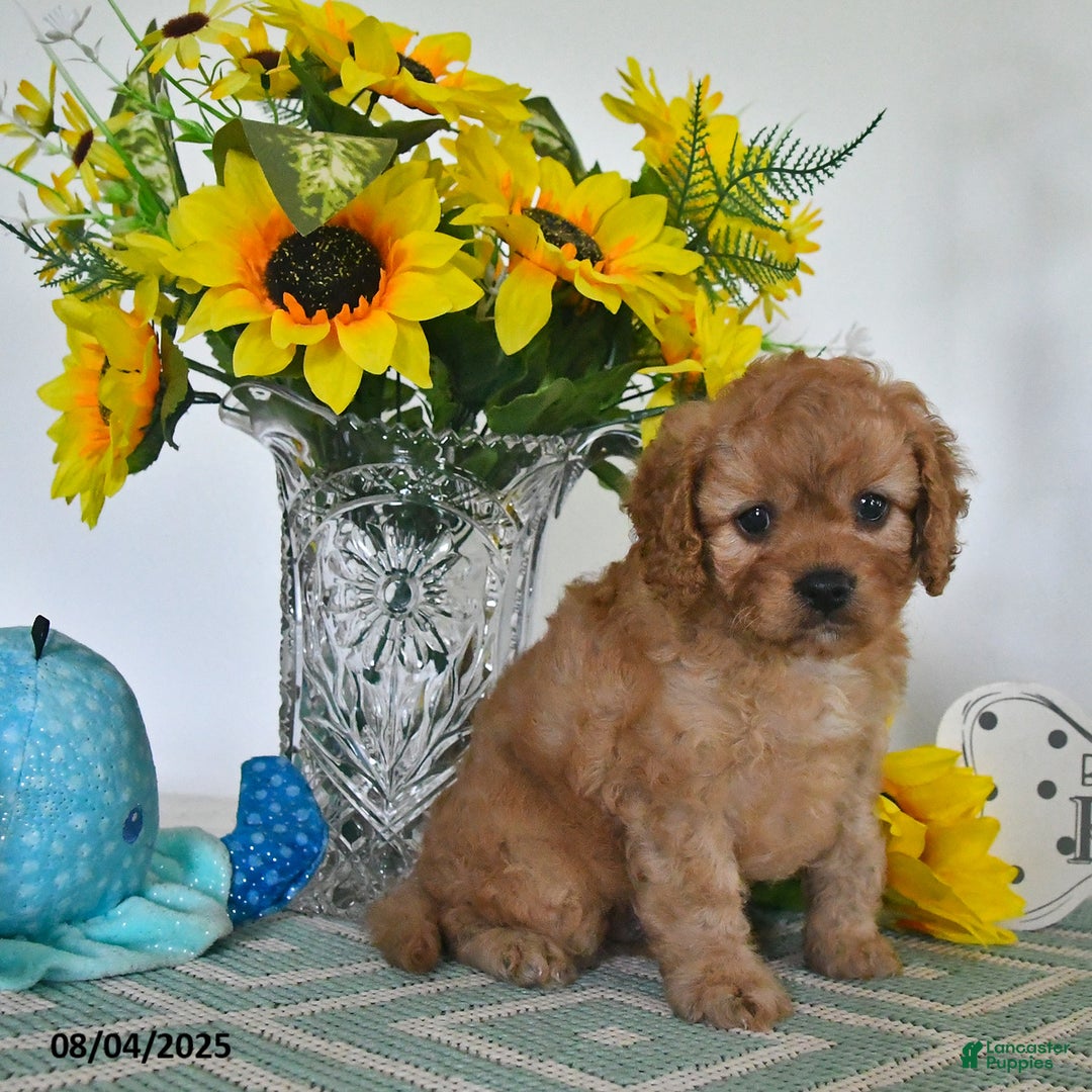 Cavapoo dogs for sale: Toby - Image 4