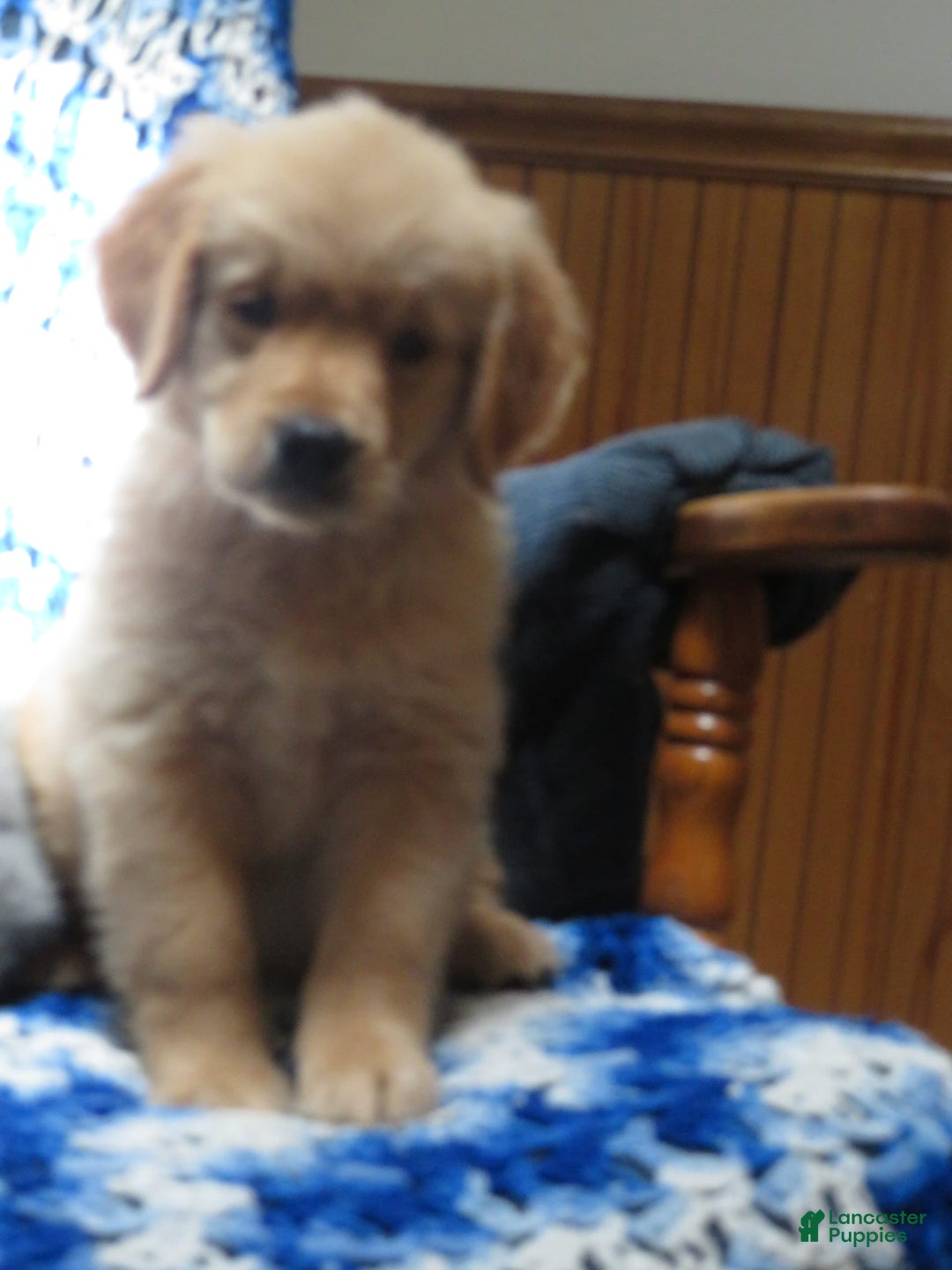Golden Retriever dogs for sale: Starburst - Image 22