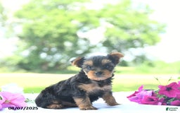Yorkshire Terrier dogs for sale: Kinley - Image 5