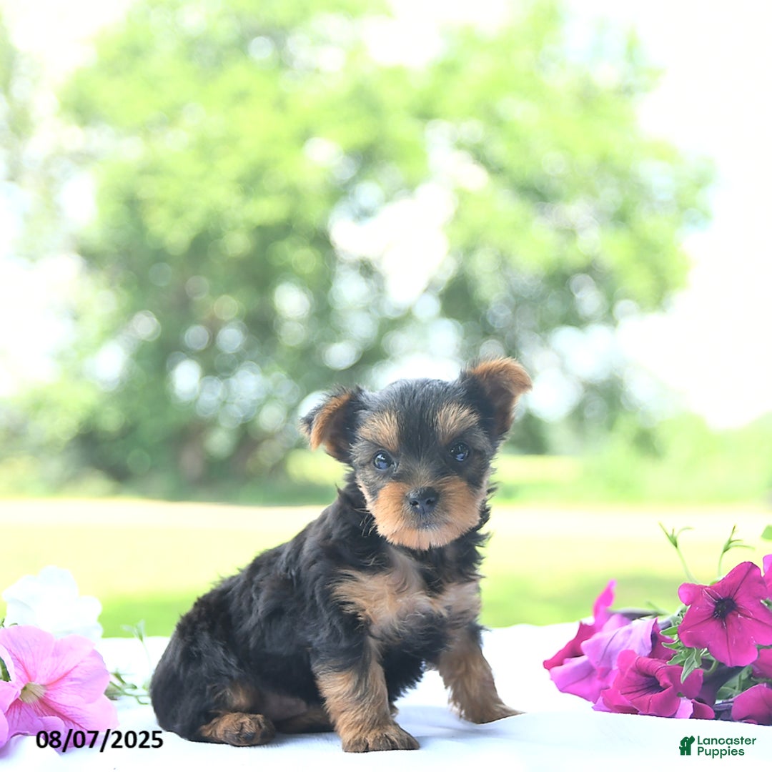 Yorkshire Terrier dogs for sale: Kinley - Image 5