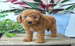 Mini Goldendoodle dogs for sale: Violet - Image 4