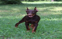 Doberman Pinscher dogs for sale: Atlas - Image 6