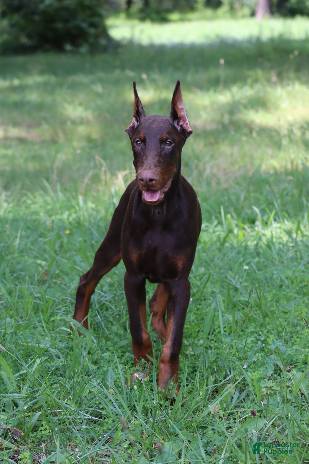 Doberman Pinscher dogs for sale: Atlas - Image 6