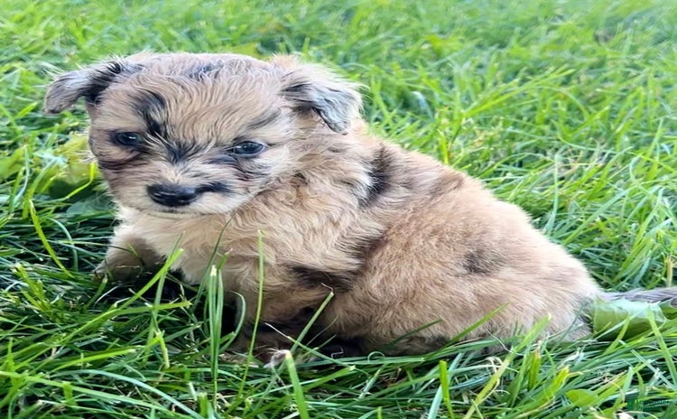 Mini Aussiedoodle dogs - Advert 37