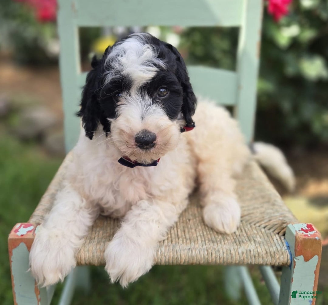 Bernedoodle dogs for sale: Garth - Image 4