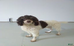 Mini Bernedoodle dogs for sale: Joy - Image 11