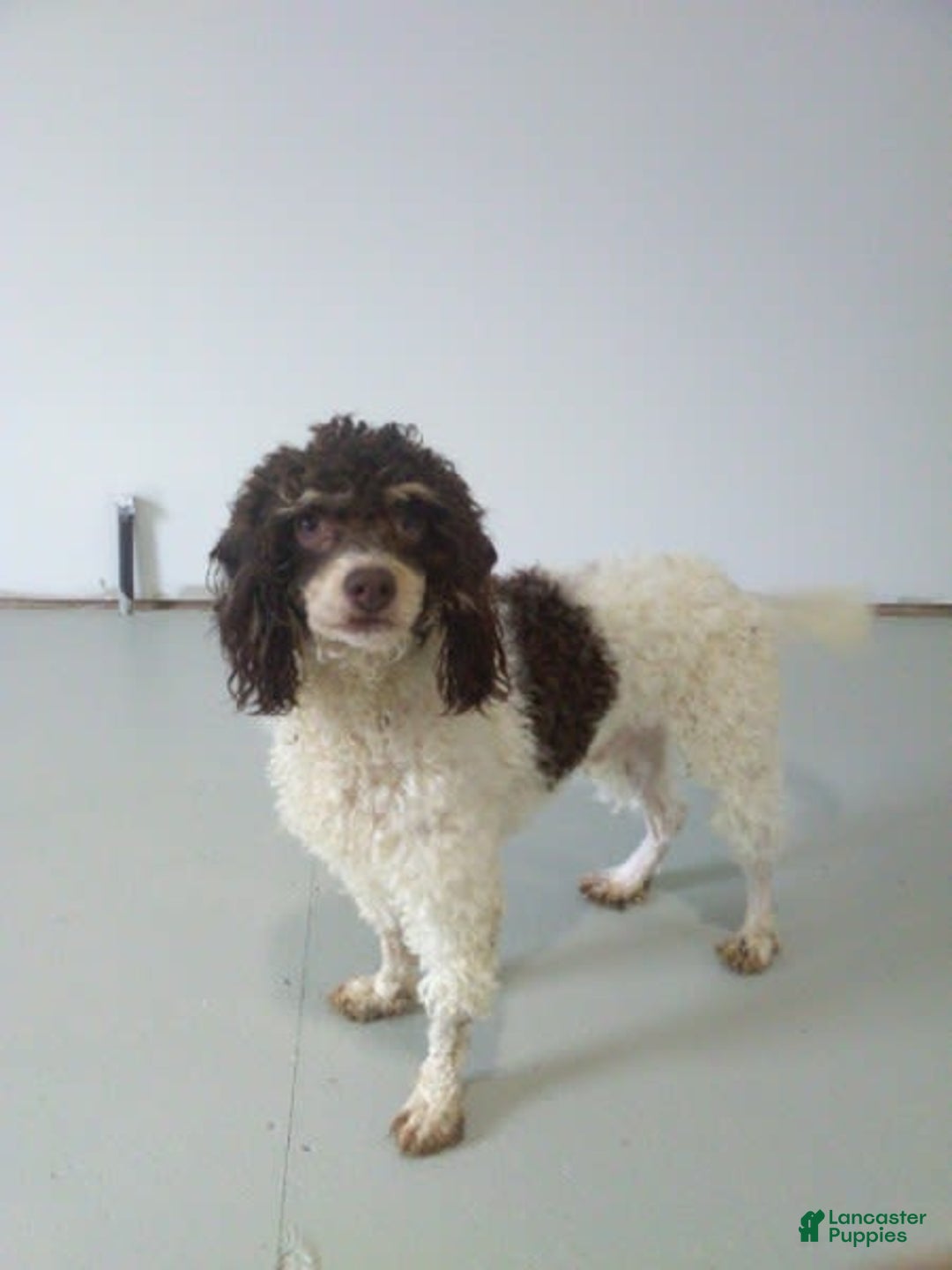 Mini Bernedoodle dogs for sale: Joy - Image 11