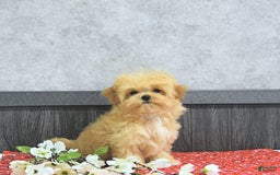 Maltipoo dogs for sale: Bella Extra Small - Image 11
