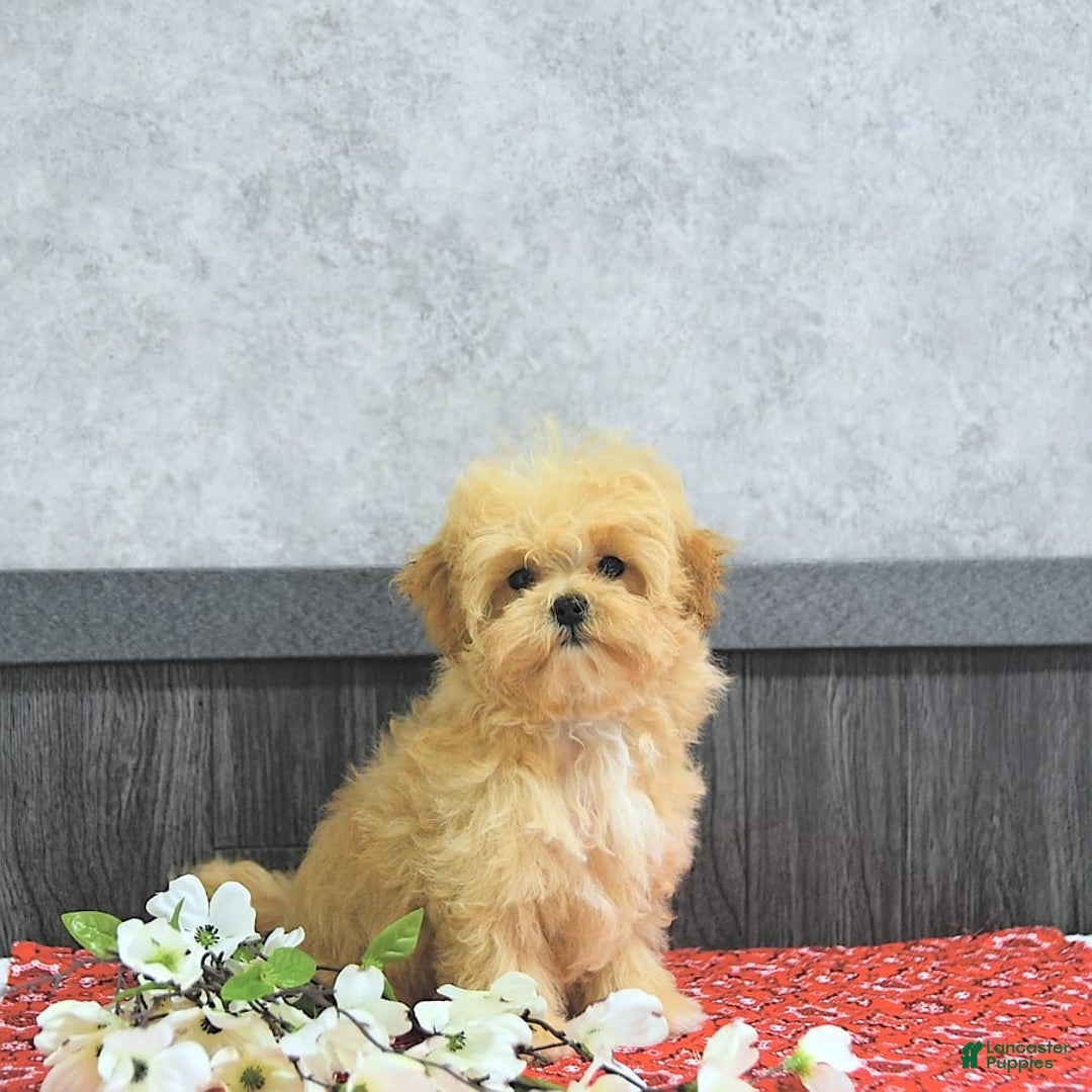 Maltipoo dogs for sale: Bella Extra Small - Image 11