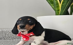 Dachshund dogs for sale: Lil Peanut - Image 37