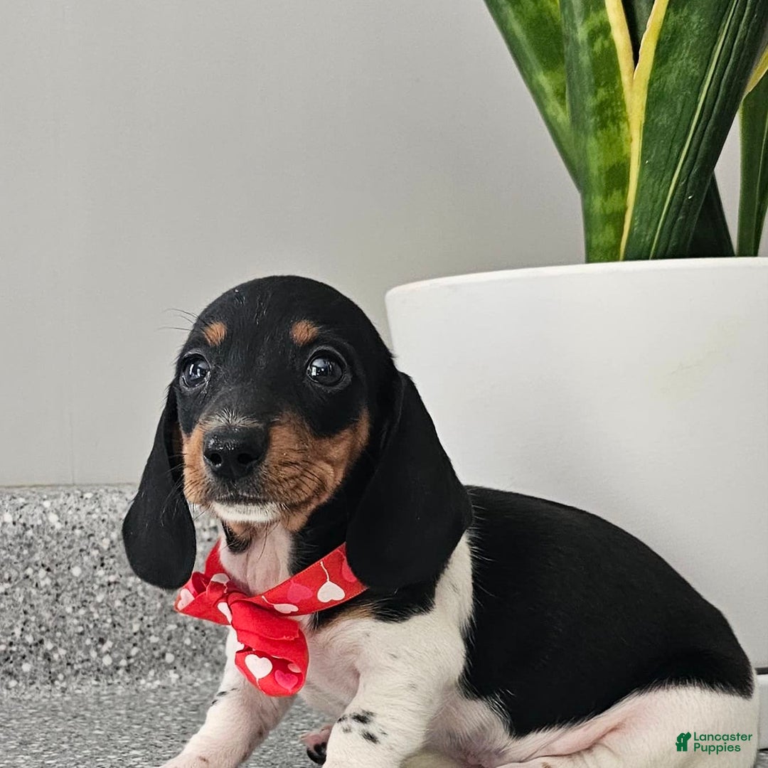 Dachshund dogs for sale: Lil Peanut - Image 37