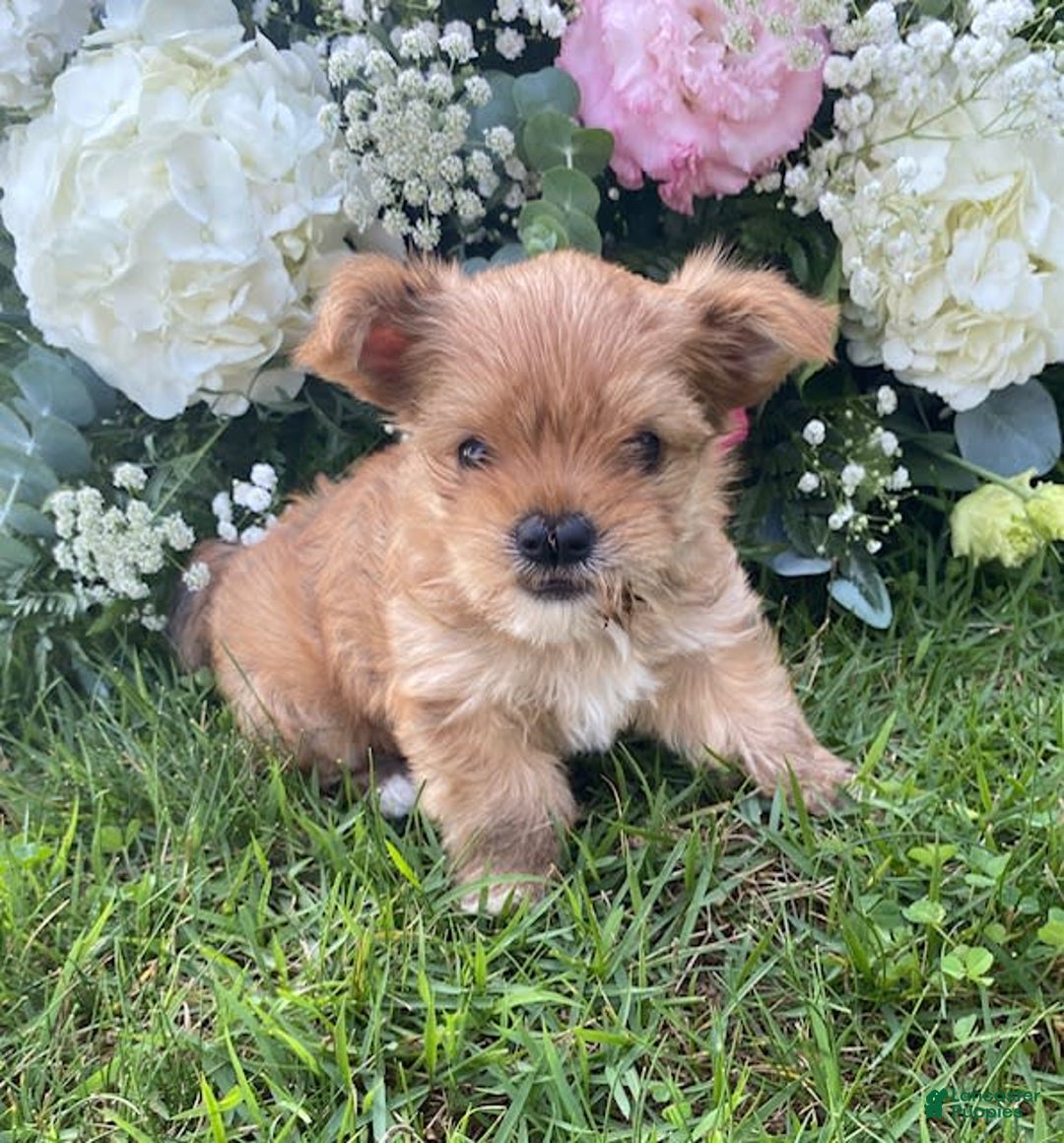 Morkie dogs for sale: Mikie - Image 2