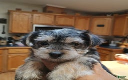 Morkie dogs for sale: Cleo - Image 1