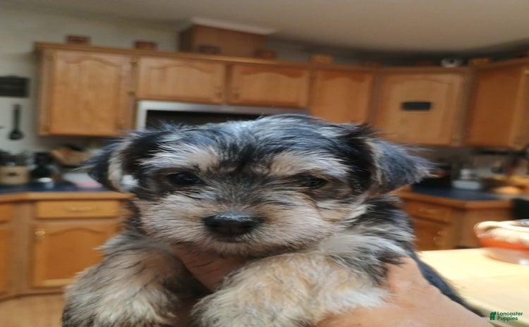 Morkie dogs for sale - Ad 5