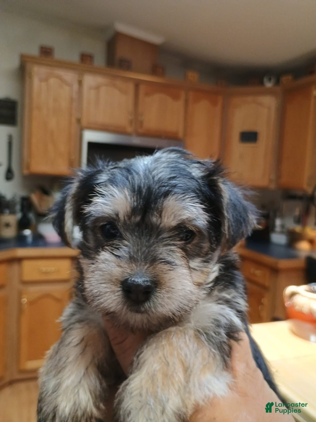 Morkie dogs for sale: Cleo - Image 1