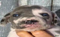 Great Dane dogs for sale: Irene - Blue Harlequin - Image 3