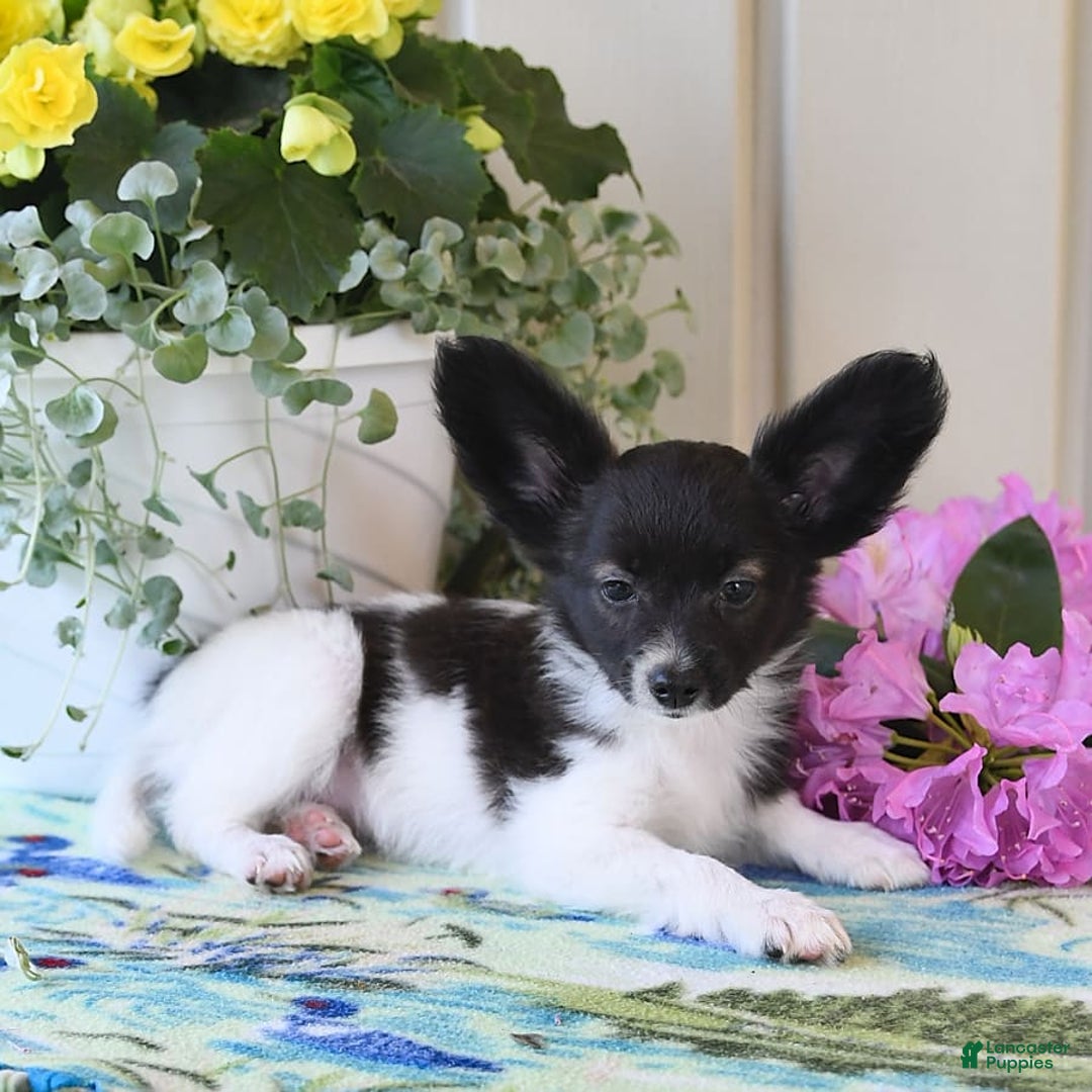 Papillon dogs for sale: Mitch - Image 8