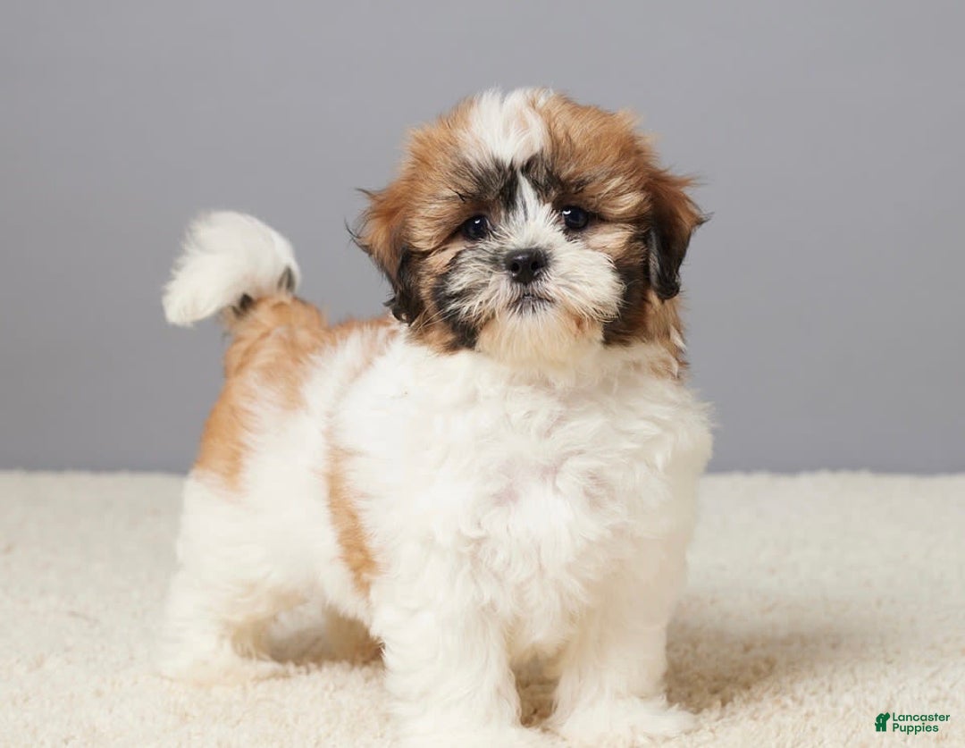 Teddy Bear dogs for sale: Leo - Image 5